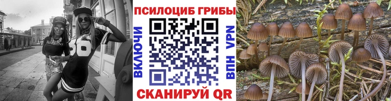 Галлюциногенные грибы Magic Shrooms  купить наркотики сайты  Аргун 